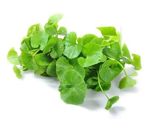Predstonorm sisaldab gotu kola (Centella asiatica)